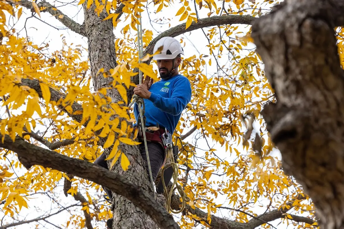 Skilled Tree Transplanting crew working in Loretto